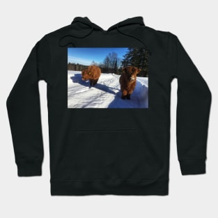 Scottish Highland Cattle Calves 1695 Hoodie